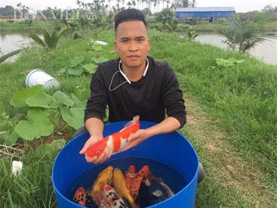 Hải Phòng: Kỹ sư bỏ lương cao về quê nuôi quốc ngư Nhật Bản