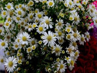 Hoa c&#xFA;c - V&#x1ECB; thu&#x1ED1;c c&#x1EE7;a cu&#x1ED9;c s&#x1ED1;ng