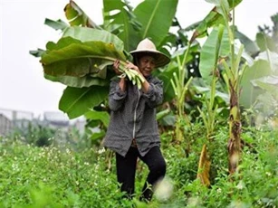 Gặp người phụ nữ hơn 35 năm hái lá chuối mưu sinh