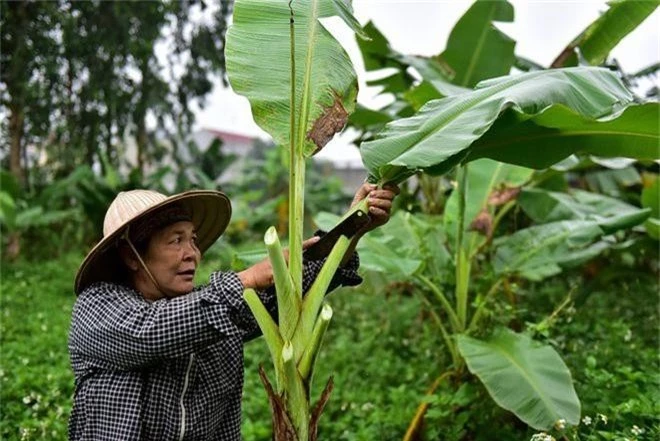 Gặp người phụ nữ hơn 35 năm hái lá chuối mưu sinh - 6