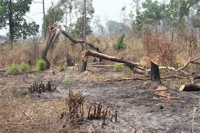 Phát hiện hơn 4ha rừng bị “chặt phá, đốt trụi” - 1