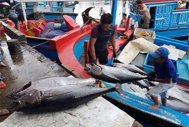Ngư dân “méo mặt” vì mất mùa cá ngừ đại dương ở Trường Sa - 2