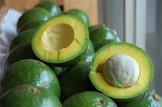 Đắk Lắk: "Thủ phủ" bơ đặc sản liên tục mất mùa, người dân lo lắng