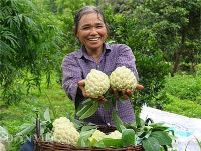 Lạng Sơn: Cả làng trồng quả “mở mắt” thu gần 100 tỷ đồng mỗi năm