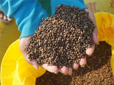 An Giang: Trồng rau này lấy hạt, ít đụng hàng, năm nào cũng trúng