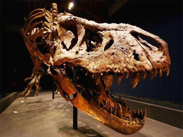 Công khai rao bán hóa thạch khủng long độc nhất thế giới giá gần 70 tỷ đồng