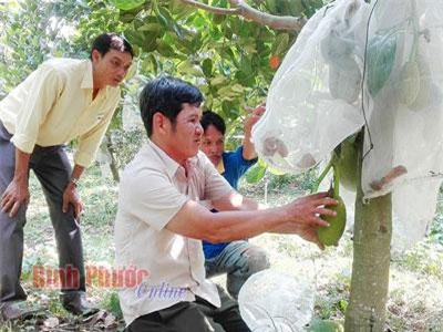Bình Phước: Trồng mít Thái, lùng sục mua trái, báo giá, nhảy giá như giá vàng