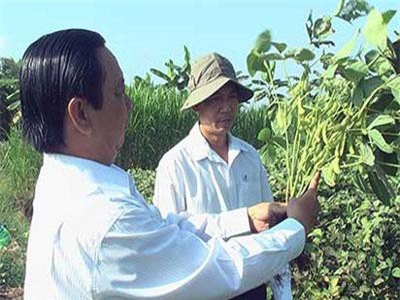 Đồng Tháp: Trồng 14 công đậu nành rau, chưa bao lâu đã thu về 200 triệu