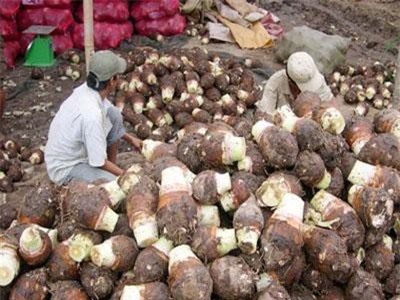 Sóc Trăng: Khó đủ bề, dân ở đây rủ nhau trồng khoai cau lại trúng lớn