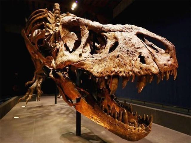 Công khai rao bán hóa thạch khủng long độc nhất thế giới giá gần 70 tỷ đồng - 1