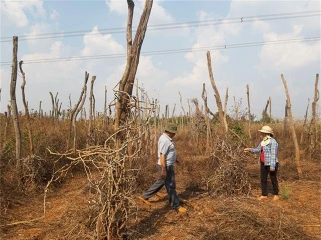 Dân nghèo vỡ nợ vì vàng đen” - 1