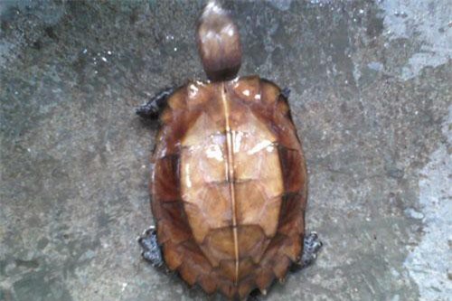 Hòa Bình: Phát hiện vụ vận chuyển lậu 29 cá thể rùa Sa Nhân quý hiếm