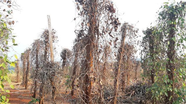 Gia Lai: Dân nghèo vỡ nợ vì "vàng đen”