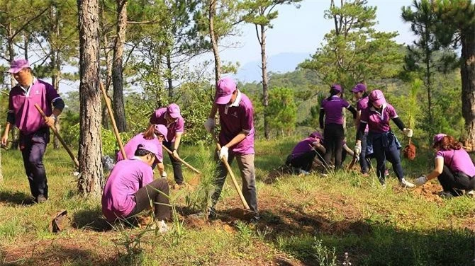 toả đi khắp nơi, nhóm trồng thông...