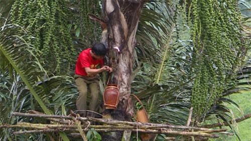 Lại ở Gia Lai: Loài cây trực tiếp cho rượu "vạn người mê"