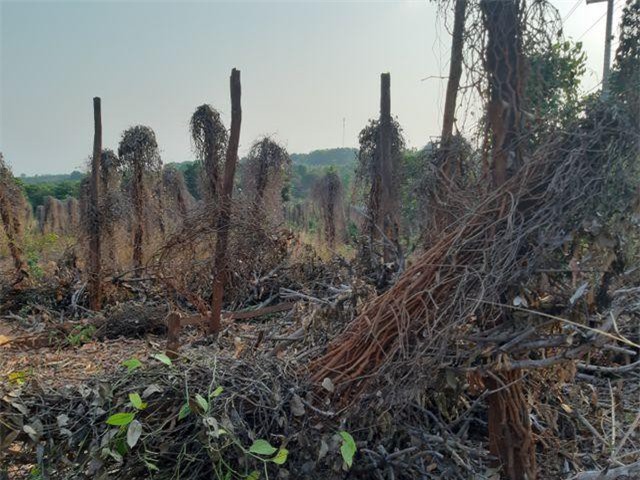 Nông dân vỡ nợ vì “vàng đen”: Cầu cứu nhà nước!