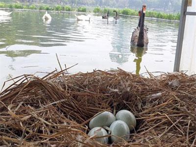 Đàn thiên nga được nuôi ở hồ Thiền Quang đã đẻ gần 20 quả trứng