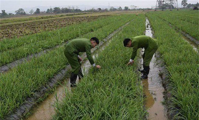 Lên cơn nghiện, cắt trộm hàng chục nghìn bông hoa huệ - 1