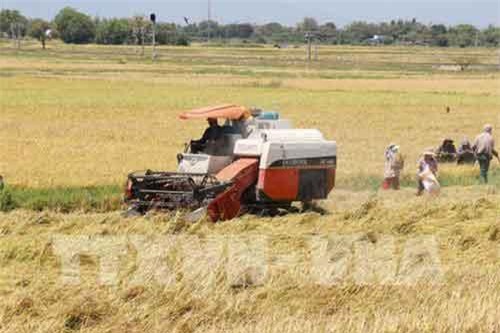 Giá lúa ở Trà Vinh tăng 300 đồng/kg