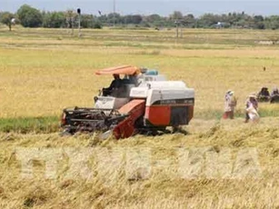 Giá lúa ở Trà Vinh tăng 300 đồng/kg