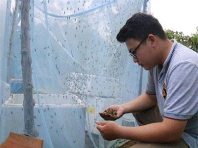 Đắk Lắk: Cử nhân về quê nuôi... ruồi, lấy ruồi nuôi gà, nuôi lươn