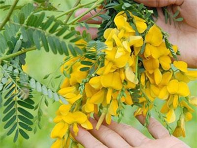 Hậu Giang: Trồng bông điên điển Thái, "hái" 450 ngàn mỗi ngày