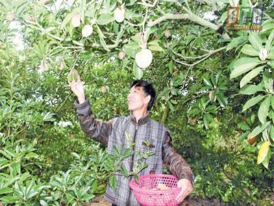 Trồng 60 cây hồng xiêm Lào, ra trái to bự, dễ đút túi 100 triệu