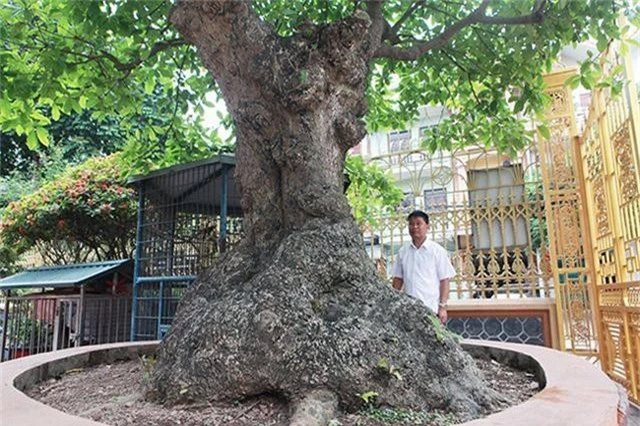 “Cụ” lộc vừng trả 8 tỷ đồng không bán; Chị em bán chè mùa nóng lãi cả trăm triệu đồng - 1