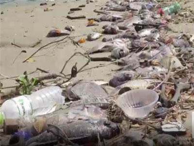 Hàng tấn cá chết trắng sông Phú Lộc - Đà Nẵng