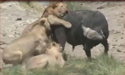 CLIP: Trâu rừng giải cứu đồng loại khỏi đàn sư tử