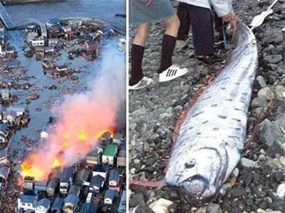 Thực hư về loài cá có khả năng dự báo động đất tại Nhật Bản