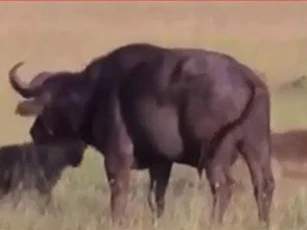 CLIP: Bị linh cẩu cắn trúng "của quý", trâu rừng chết thảm