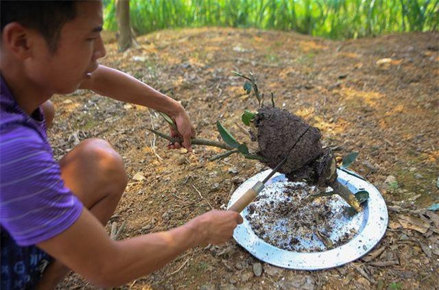 Săn trứng kiến làm món ăn đặc sản ở ngoại thành Hà Nội