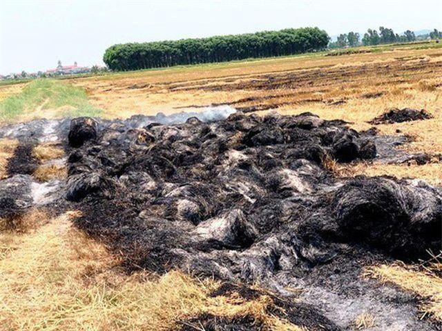 Quảng Bình: Bị đốt gần 1.000 cuộn rơm vì không đồng ý đóng tiền bảo kê cánh đồng