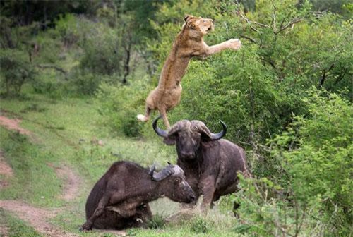 CLIP HOT (23/4): Chân dung nghi phạm đánh bom tại Sri Lanka, trâu rừng giải cứu đồng loại khỏi đàn sư tử