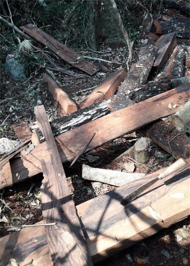 Bắt giam nhóm đối tượng phá rừng gỗ quý tại Phong Nha – Kẻ Bàng - 2