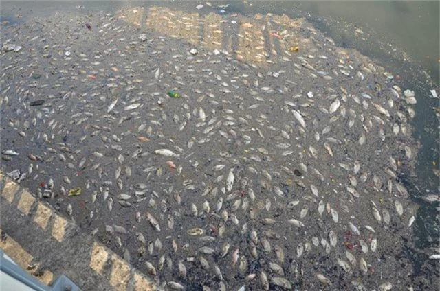“Tỉa thưa” đàn cá trên kênh Nhiêu Lộc - Thị Nghè - 1