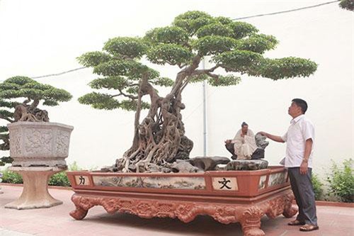 Mua được cây sanh quý, đại gia mổ trâu ăn mừng