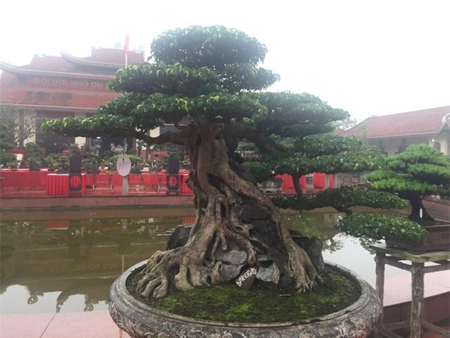 Dành hơn 20 năm uốn nắn thành siêu cây, khách trả gần 10 tỷ không bán