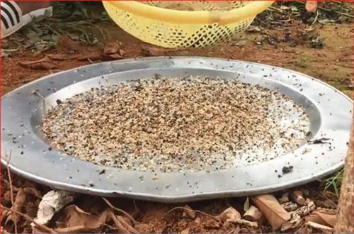 CLIP: Dân Hà thành săn đặc sản lạ miệng, bổ dưỡng 