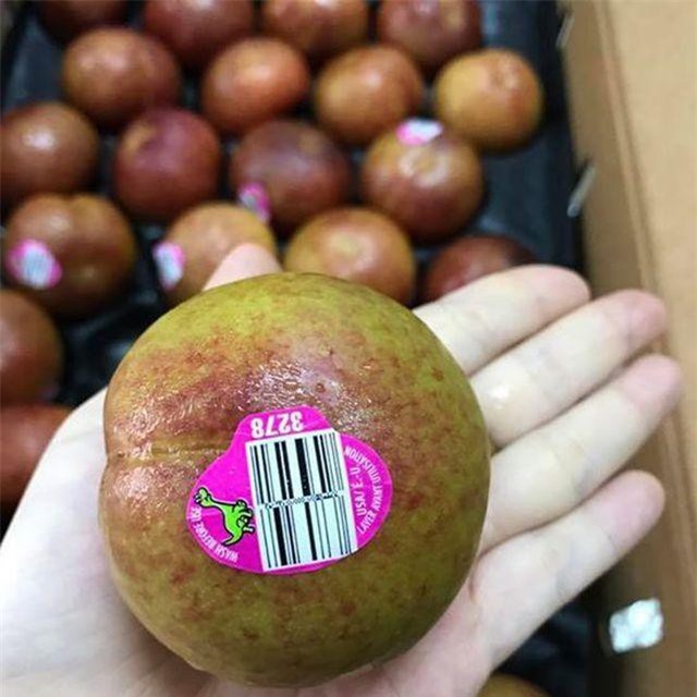 Mận “khủng long” nhập khẩu Úc, chị em tranh nhau mua ăn để giảm cân