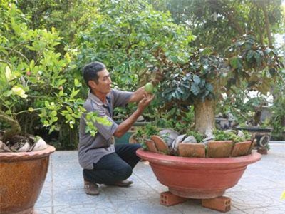 Đồng Tháp: Ở nơi này, dân kiếm bộn tiền nhờ bonsai xoài, vú sữa