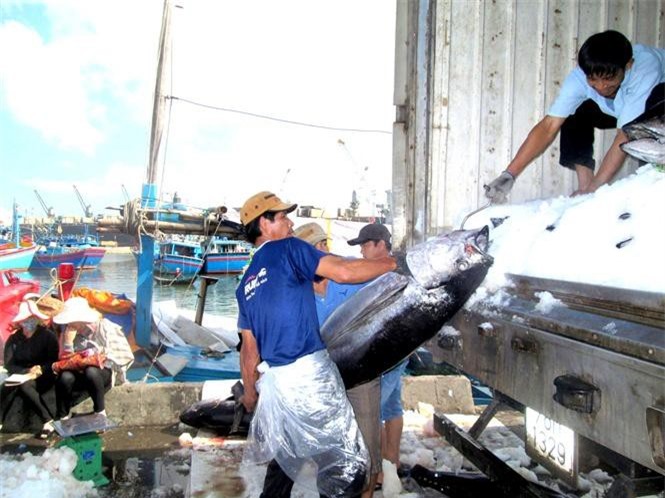 Vụ cá Bắc mỹ mãn: Đi 15 ngày trúng đậm mẻ lưới 300 con cá ngừ to bự