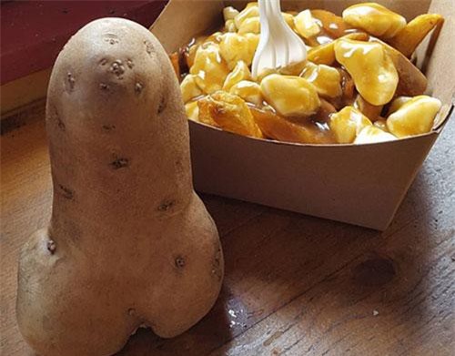 Củ khoai tây lớn có hình “của quý” được gửi tới bảo tàng trưng bày