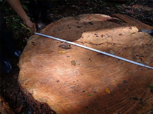 Lâm tặc đốn hạ cây thông hơn 100 tuổi ở Lâm Đồng