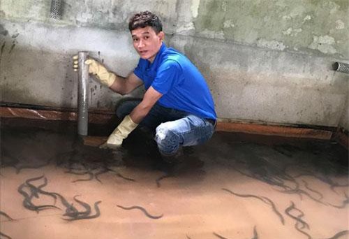 Nuôi loài trơn nhớt ở bể không bùn, mỗi năm bán ra 2,5 tấn