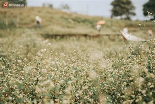 Chẳng cần lên tận Hà Giang vì Hà Nội cũng đang có cánh đồng tam giác mạch ngút ngàn, nhìn thôi cũng đủ mát cả lòng - Ảnh 5.