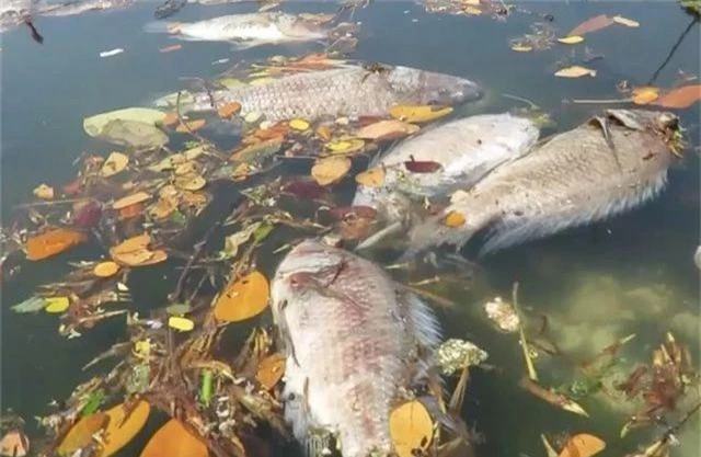 Xác định nguyên nhân cá chết trắng sông Phú Lộc - 2
