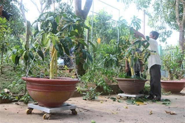 la ma hay: o noi nay, dan kiem bon tien nho bonsai xoai, vu sua hinh anh 1