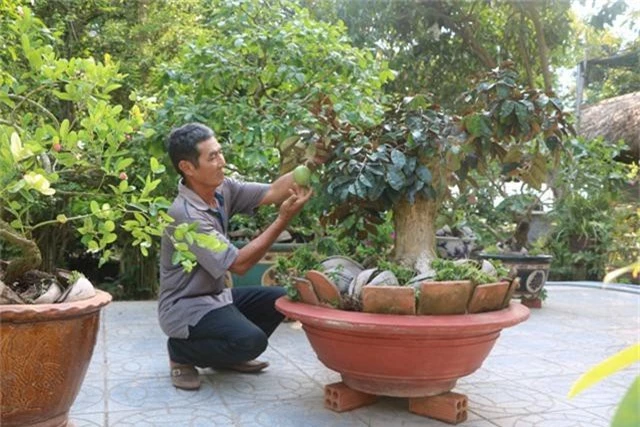 la ma hay: o noi nay, dan kiem bon tien nho bonsai xoai, vu sua hinh anh 2